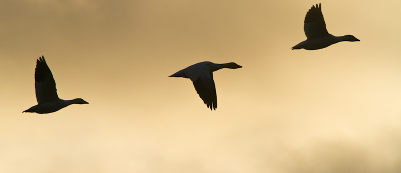 Snow Geese In Flight